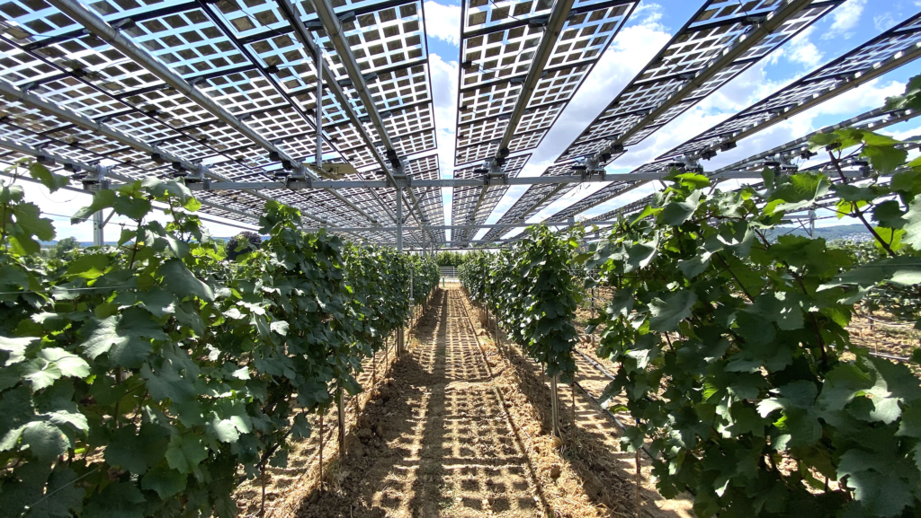 Agrivoltaics
