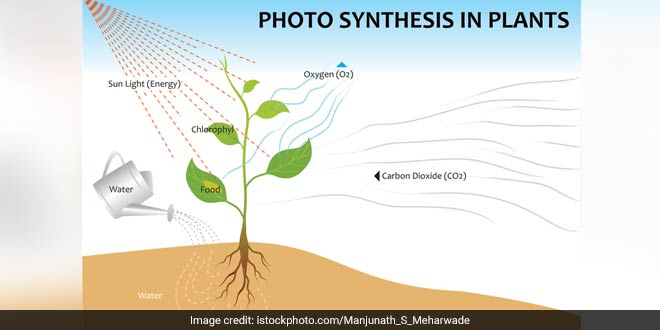 Artificial Photosynthesis